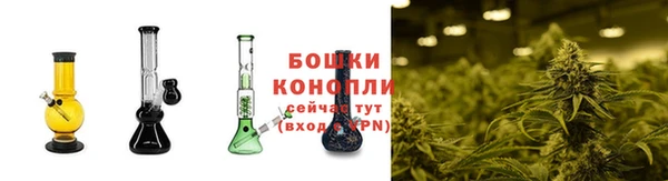 шишки Белоозёрский